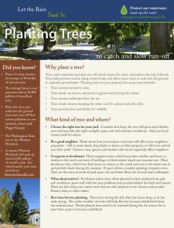 Planting Trees - Pierce County