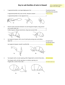 Key to sub families of ants in Hawaii
