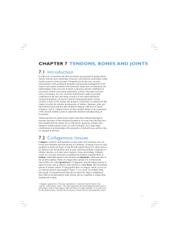 Tendons, bones and joints