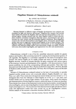 Flagellum Mutants of Chlamydomonas reinhardii
