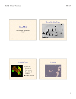 Slime Mold Complete Life Cycle Amoeba Stage Amoebas
