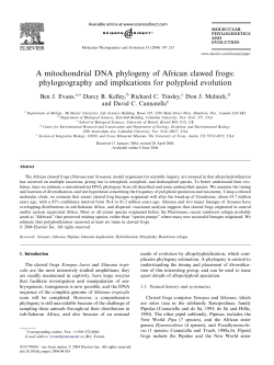 A mitochondrial DNA phylogeny of African clawed frogs