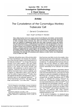 The cytoskeleton of the cynomolgus monkey trabecular cell. I