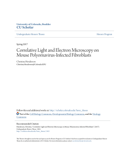 Correlative Light and Electron Microscopy on Mouse