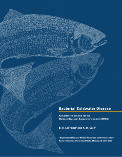 Bacterial Coldwater Disease