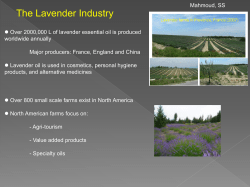 Mahmoud, SS The Lavender Industry