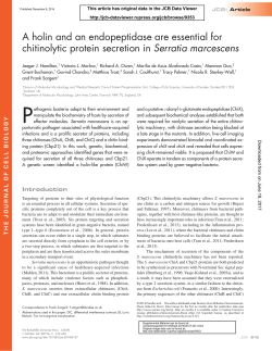A holin and an endopeptidase are essential for chitinolytic protein