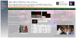 HOW DOES Co2 eFFECT PLANT CELLS