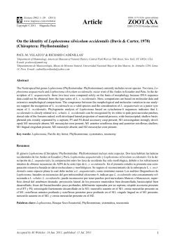 On the identity of Lophostoma silvicolum occidentalis