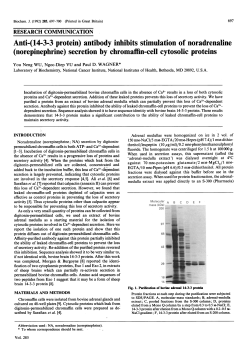Anti-(14-3-3 protein) antibody inhibitsstimulation of noradrenaline