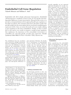 Endothelial Cell Gene Regulation