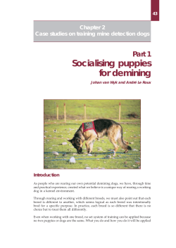 Socialising puppies for demining