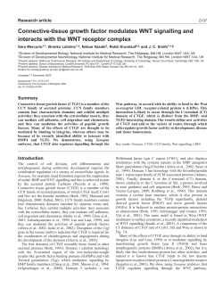 Connective-tissue growth factor modulates WNT