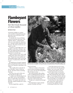 Flamboyant Flowers - United Electric Co