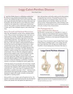 Legg-Calv&eacute;-Perthes Disease - Westie Foundation of America