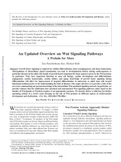 An Updated Overview on Wnt Signaling Pathways