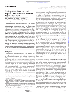 Timing, Coordination, and Rhythm: Acrobatics at the DNA