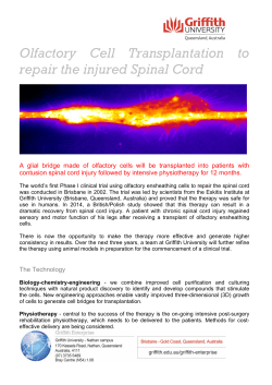Olfactory Cell Transplantation to repair the injured Spinal Cord