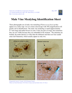 Male Vine Mealybug Identification Sheet