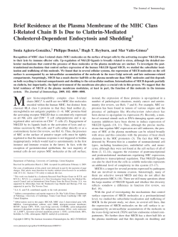 Brief Residence at the Plasma Membrane of the MHC Class I