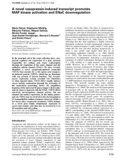 A novel vasopressininduced transcript promotes MAP kinase