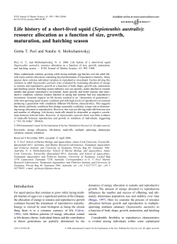 Life history of a short-lived squid (Sepioteuthis australis): resource