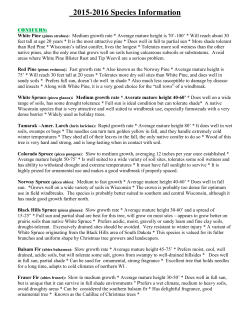 White Pine (pinus strobus) Conifer: Is suited to a wide range of soil