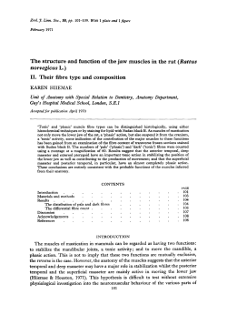 The structure and function of the jaw muscles in the rat (Rattus
