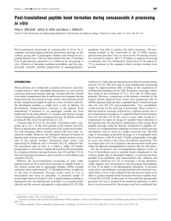 Post-translational peptide bond formation during concanavalin A