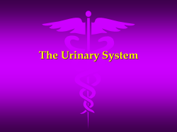 The Urinary System