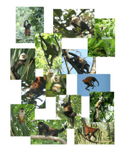 Monkey Census in Pejeperrito watershed, Osa.