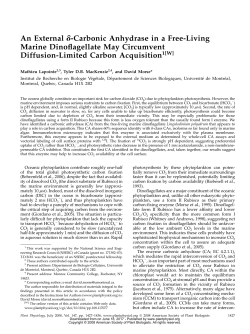 An External d-Carbonic Anhydrase in a Free