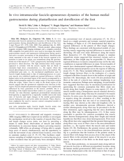 Full PDF - American Journal of Physiology