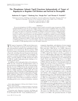 The Phosphatase Subunit Tap42 Functions Independently of Target