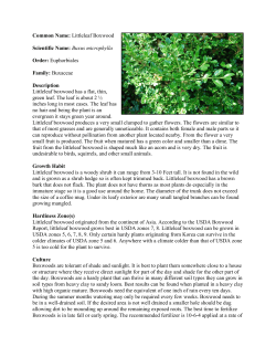 Littleleaf Boxwood Scientific Name - John D. Griffin Horticultural