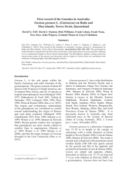 First record of the Gnetales in Australia