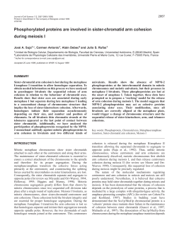 Phosphoproteins in sister arm cohesion