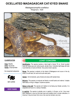 ocellated madagascar cat-eyed snake