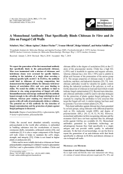 A Monoclonal Antibody That Specifically Binds Chitosan In Vitro and
