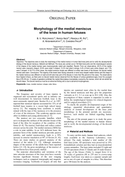 Morphology of the medial meniscus of the knee in human fetuses