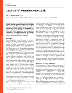 Caveolae/raft-dependent endocytosis