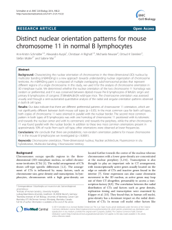 Distinct nuclear orientation patterns for mouse chromosome 11 in