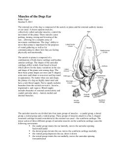Muscles of the Dogs Ear