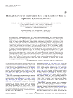 Hiding behaviour in fiddler crabs: how long should prey hide