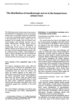The distribution of noradrenergic nerves in the human lower urinary