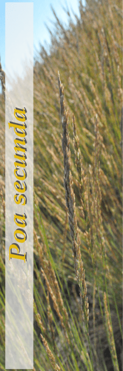 Poa secunda - Native Roots