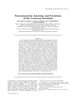 Neuromuscular Anatomy and Evolution of the Cetacean Forelimb