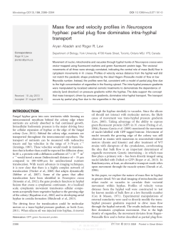 Mass flow and velocity profiles in Neurospora hyphae