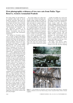 First photographic evidences of two rare cats from