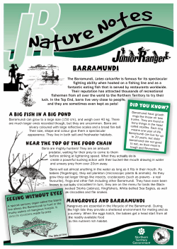 Nature Notes - Barramundi - Northern Territory Government